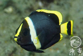 黄尾黑宝马（幼鱼）
