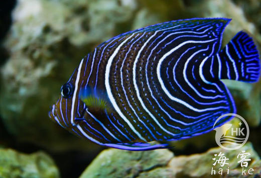 蓝纹神仙 商品图4