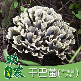 云南野生干巴菌