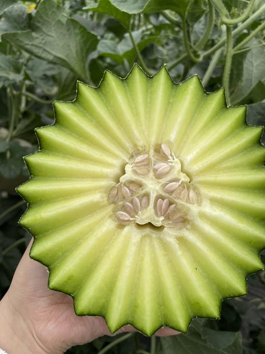 牛三网纹瓜   放熟吃  香甜软绵 冰激凌口感 商品图2