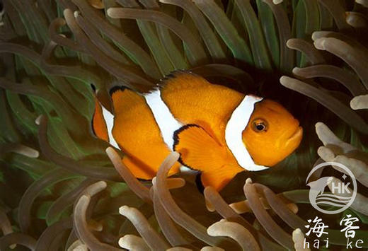 菲律宾公子小丑 商品图4