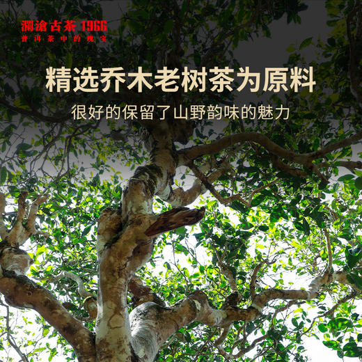 澜沧古茶金乔木普洱茶生茶小茶饼单筒66g*10瓶 商品图5
