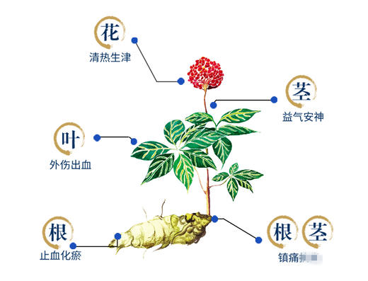云南三七怕上火牙膏：三七花薄荷120g+30g 商品图1