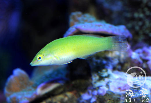 绿龙（青绿色）翻沙 商品图4