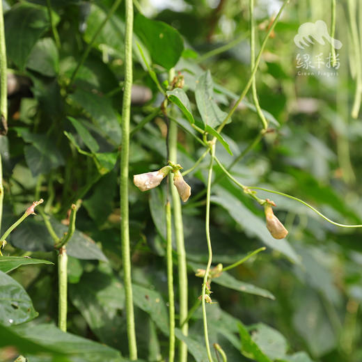 生态豇豆青瓜包 | 绿家自产*Ecological cowpeas & cucumbe box | Self-production 商品图5