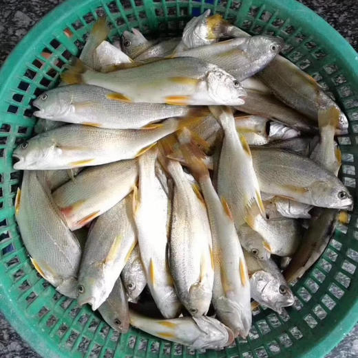 【野生春子鱼】黄姑鱼，纯野生 ，肉质细腻，清蒸美味 商品图4