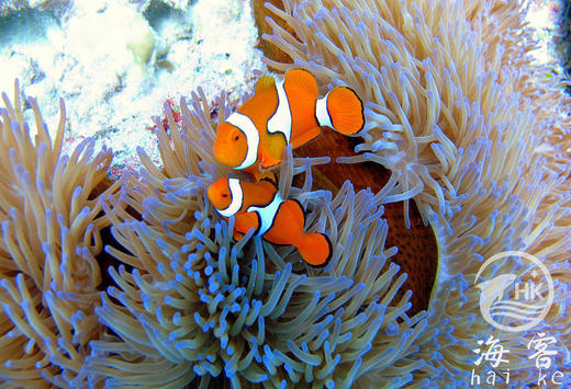 菲律宾公子小丑 商品图5