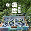 串枝蓝莓 商品缩略图2