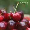 小金生态车厘子（基地直发-顺丰包邮） | 来自川西小金，生产者：牧云坡可信小组【合作生产，公平贸易】 商品缩略图10
