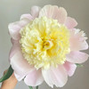 精品芍药花普利梅尔樱草 商品缩略图14