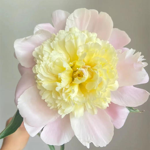 精品芍药花普利梅尔樱草 商品图14
