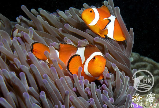 菲律宾公子小丑 商品图3