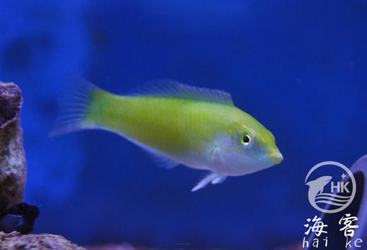 绿龙（青绿色）翻沙 商品图1