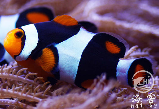 新几内亚全黑背心 商品图2