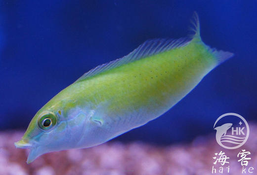 绿龙（青绿色）翻沙 商品图3