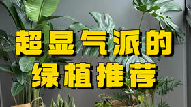 6款显气派的客厅绿植推荐