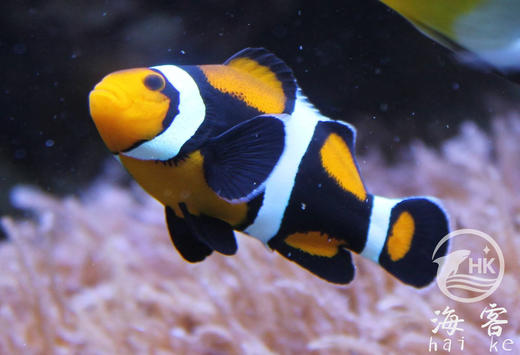 新几内亚全黑背心 商品图1