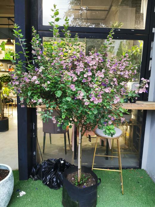 粉苞冬红小 商品图0