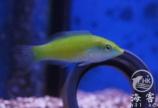 绿龙（青绿色）翻沙 商品图0