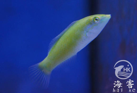 绿龙（青绿色）翻沙 商品图2