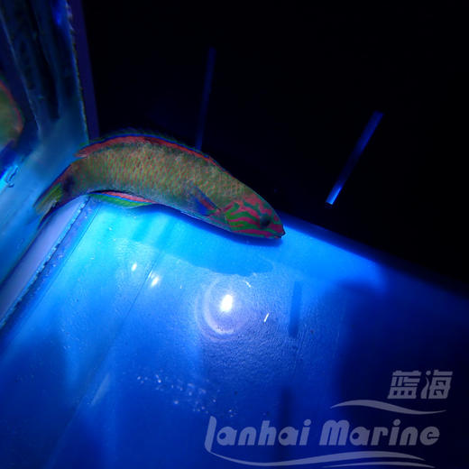 青花龙 商品图4