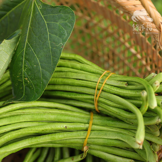 生态豇豆青瓜包 | 绿家自产*Ecological cowpeas & cucumbe box | Self-production 商品图7