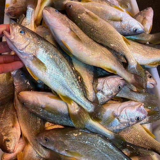 【野生春子鱼】黄姑鱼，纯野生 ，肉质细腻，清蒸美味 商品图0