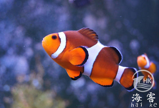 菲律宾公子小丑 商品图2