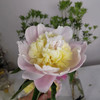 精品芍药花普利梅尔樱草 商品缩略图6