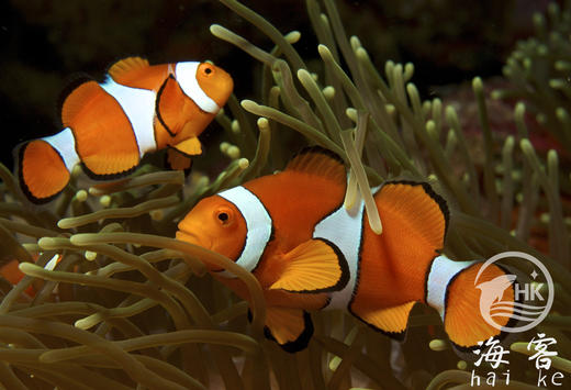 菲律宾公子小丑 商品图1