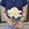 精品芍药花普利梅尔樱草 商品缩略图8