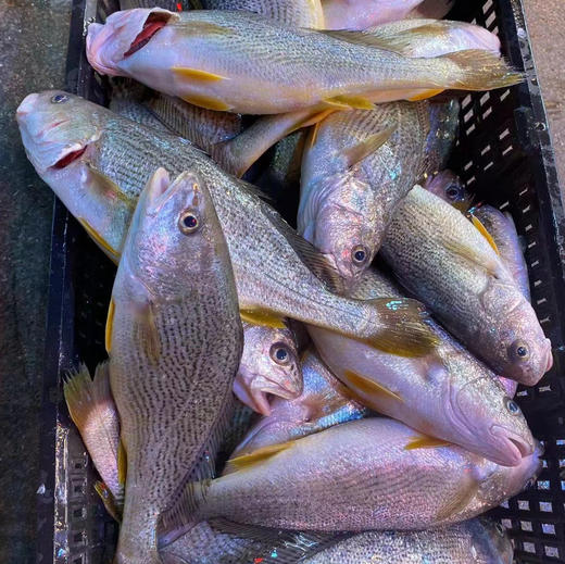 【野生春子鱼】黄姑鱼，纯野生 ，肉质细腻，清蒸美味 商品图3