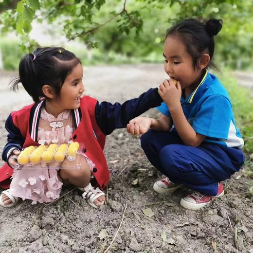 新疆轮台小白杏 商品图2