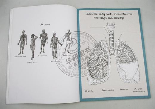 欢迎来到博物馆系列 解剖馆活动书 英文原版 Anatomicum Activity Book Welcome To The Museum 人体 英文版进口英语科普读物书籍 商品图1