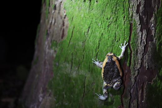 夜观课 包团定制 商品图1