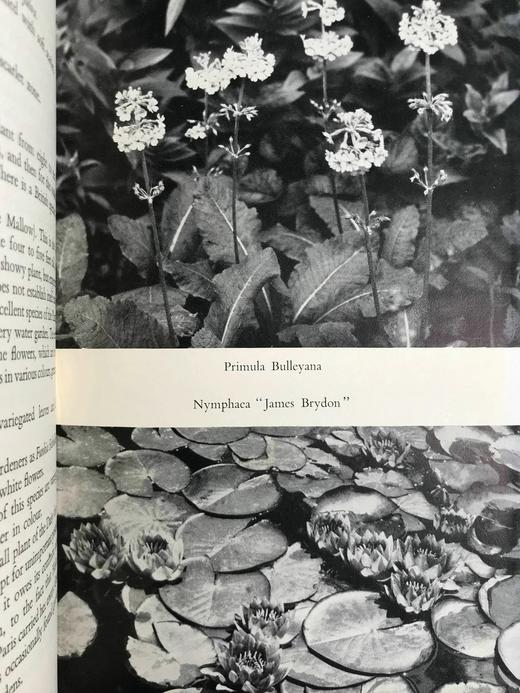 水景园林 5幅彩色22幅黑白插图 精装大32开 商品图9