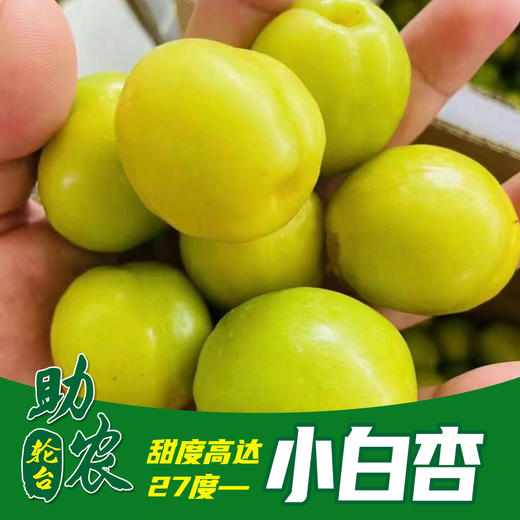 新疆轮台小白杏 商品图0
