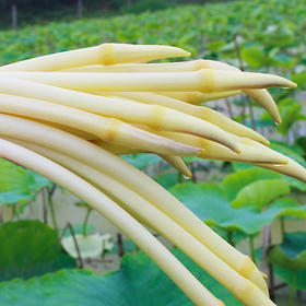 中国地标农产品：洪湖天然食材藕带3斤装