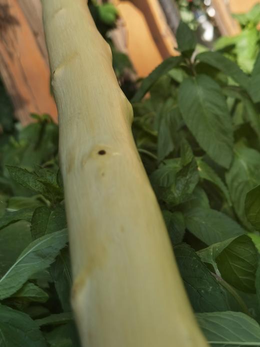 第5件拍卖宝贝：黄金柘十二号泰和 商品图1