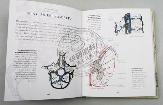 人体解剖指南 英文原版 Anatomy A Complete Guide to the Human Body 英文版 进口原版英语科普读物书籍 商品图2