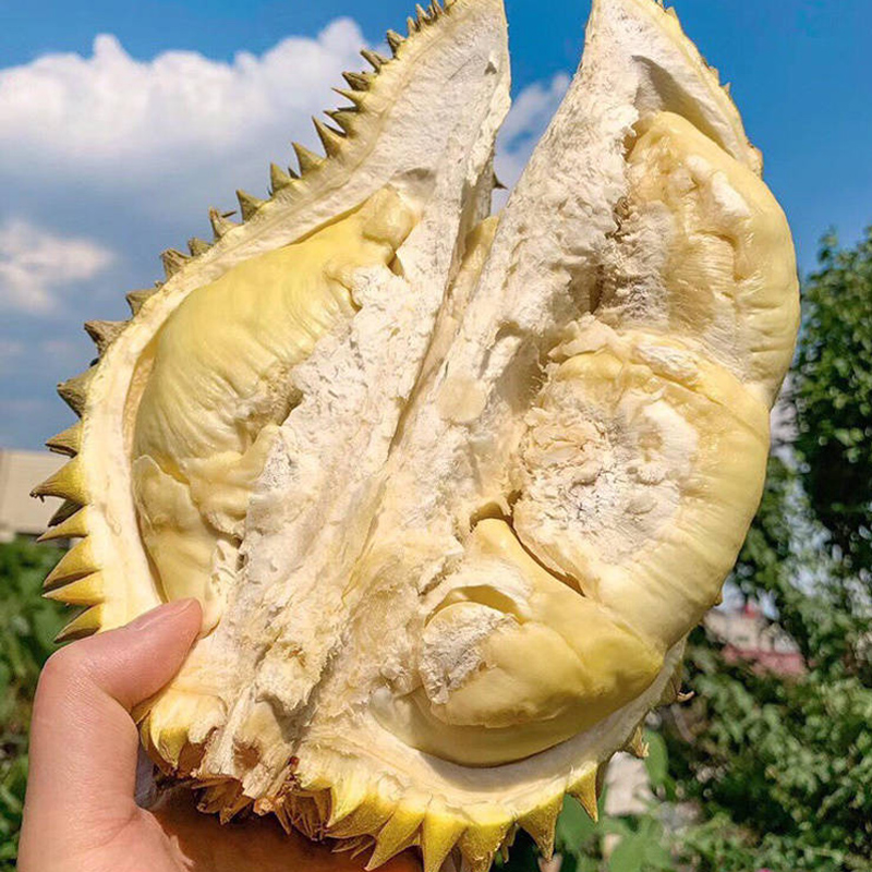 泰国金枕榴莲 冰淇淋口感 个头饱满 香甜软糯 果肉肥厚 肉质金黄 丝滑