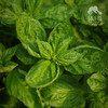生态大叶罗勒 | 绿家自产* Ecological Basil  | Self-production 商品缩略图1