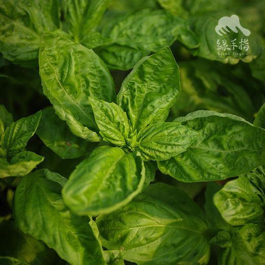 生态大叶罗勒 | 绿家自产* Ecological Basil  | Self-production 商品图1
