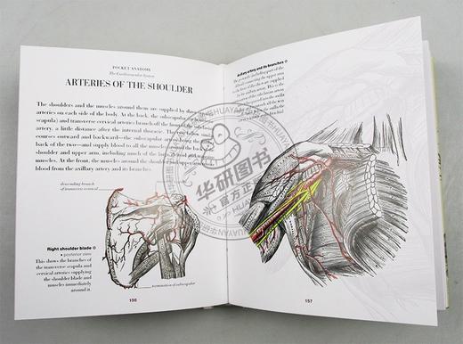人体解剖指南 英文原版 Anatomy A Complete Guide to the Human Body 英文版 进口原版英语科普读物书籍 商品图1