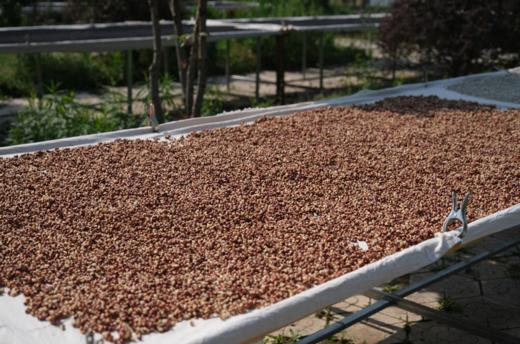 【真正三蒸三晒的驱湿茶】预售一星期左右！看天气出货！古法三蒸三晒炮制+手工低温翻炒！配料含赤小豆 薏仁 芡实！250g*2瓶装！【TJ-J仓】 商品图2