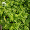 生态大叶罗勒 | 绿家自产* Ecological Basil  | Self-production 商品缩略图2