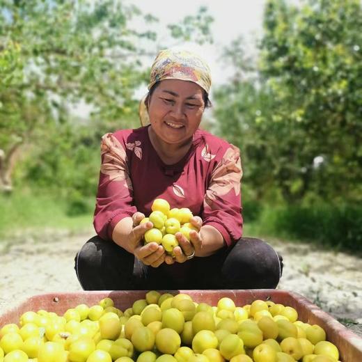 新疆轮台小白杏 商品图1