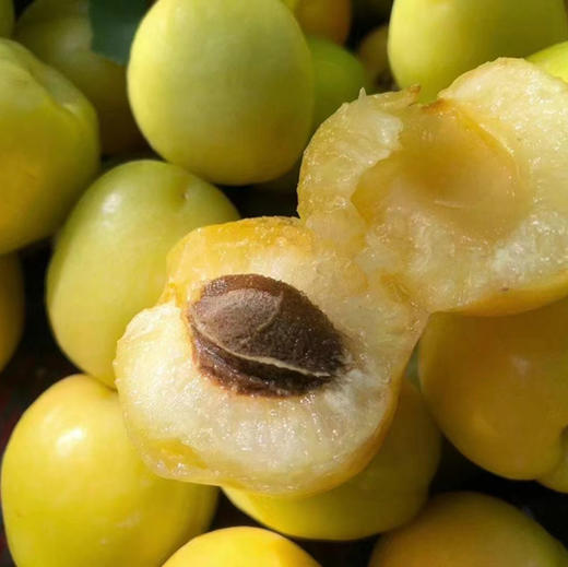 【尝鲜新疆小白杏】新鲜上市，纯甜可口，越放软了越甜，先挑黄的软的吃，新疆天小白杏，肉孜鲜美，果核也可食用哦💦 ，可谓一果两吃🍭 而且营养丰富 商品图0