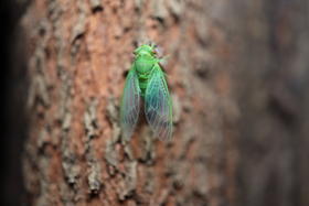 夜观课 | 背包小博物学家之黑夜小侦探