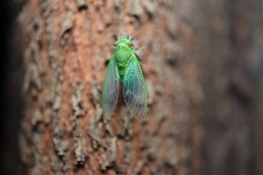 夜观课 包团定制 商品图0
